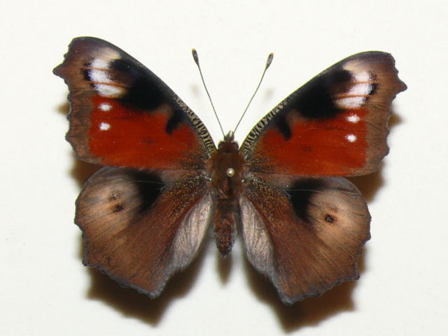 Aglais io (aberration) Internet Image property of respective owner, non-commercial use only